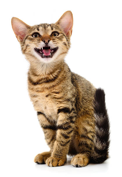 istock Cute tabby kitten sitting and meowing isolated on white background 2243156873
