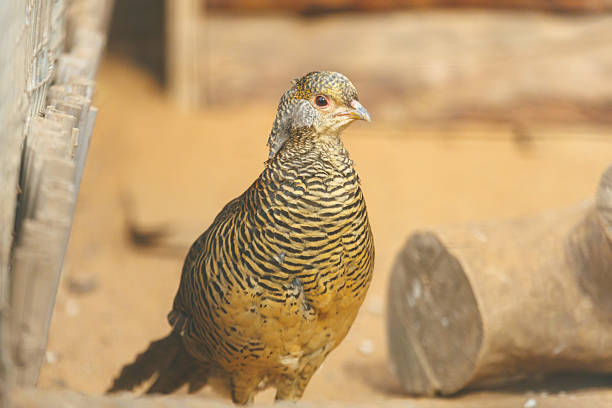 A bird with a black head and yellow stripes on its body. It is standing on the ground