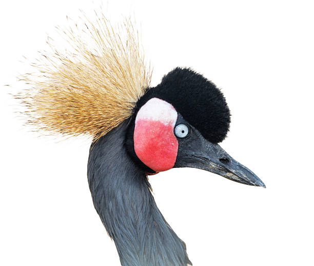istock A bird with a black and red beak and a black and red head 2243156915
