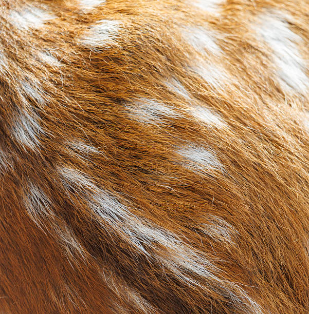 A brown and white animal with white spots. The spots are small and scattered. The animal has a furry texture