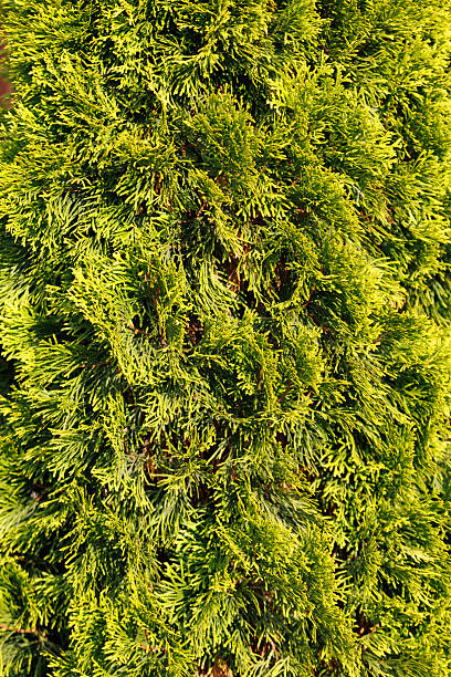 Green thuja as a background in nature. Texture.