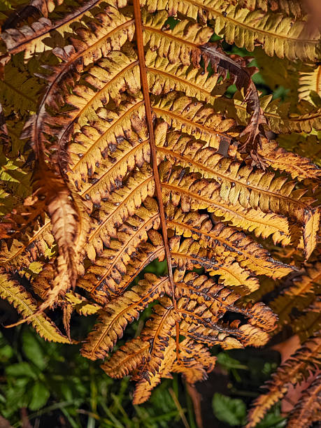 istock Dry autumn fern leaf, macro shot from above 2243163645