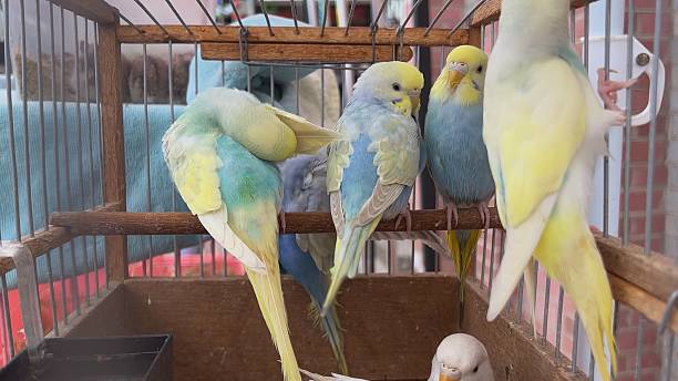 istock Multicolored parrots in a cage in the bazaar. 2243164754