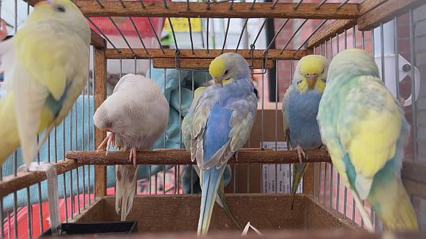 istock Multicolored parrots in a cage in the bazaar. Vertical video for the smartphone. 2243164864