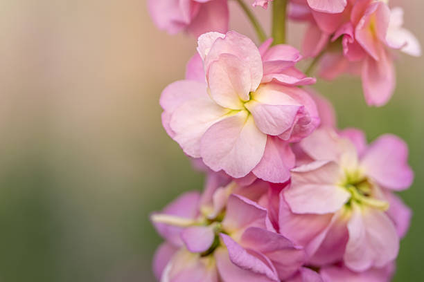 Close up of pink stock flower with selective focus and copy space