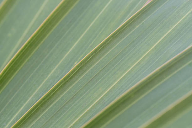 Close-up of a Flax leaves with selective focus and copy space