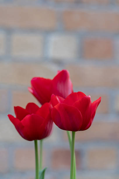 Close up of red Ile de France tulip with selective focus and copy space