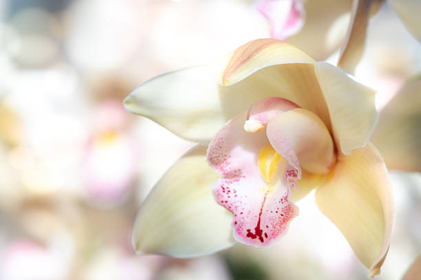 Close up of an Orchid on a Sunny morning with selective focus