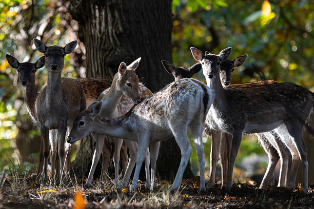 A group of graceful fallow deer standing together in a sun-dappled forest. The deer are bathed in soft natural light filtering through the trees, highlighting their delicate features and varied coat patterns. The autumn foliage and tranquil woodland setting create a serene wildlife scene showcasing the beauty of nature and the peaceful behavior of these gentle animals in their natural habitat. Ideal for themes of wildlife, conservation, forest life, and nature photography.