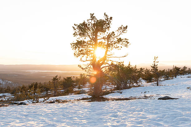 Sun setting behind a tree on a fell in Finnish Lapland.