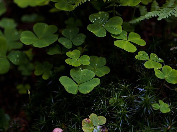 istock Tre-leaf clover with water droplets on a rainy day 2243169832