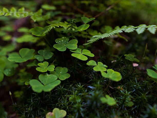 istock Clover and fern with water droplets 2243170786