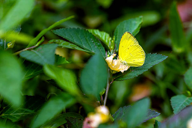 A beautiful yellow-orange butterfly clings to a flower to feed on pollen this morning in the garden.