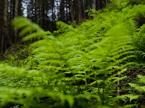 Natural ferns blurred background. Fern plants in montane forest. Fern leaves Close up. Background nature concept. Beautiful fern leaf texture in nature.
