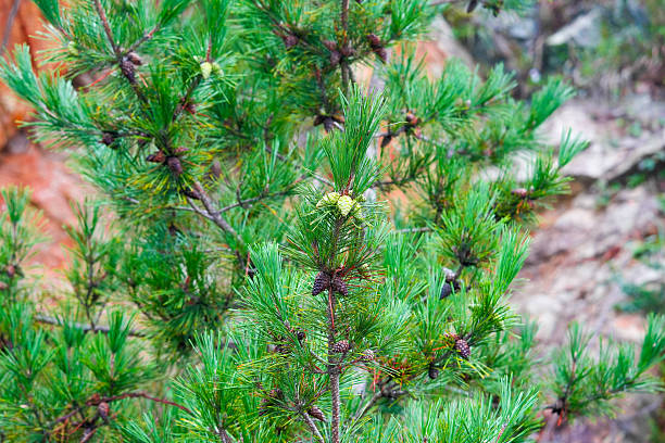 istock Pine Tree with needles and Pine Cone. Pine tree branch with cones in autumn 2243172576