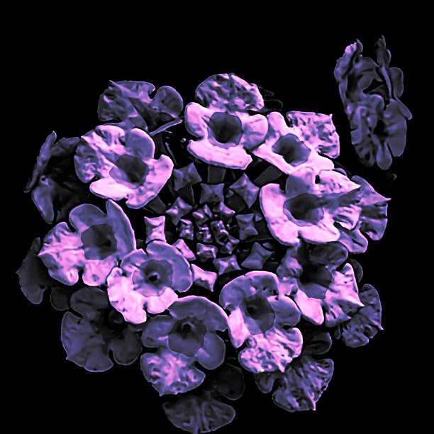Digitally stylized macro view of LANTANA CAMARA in a perfect spiral formation, presented in surreal violet tones on a black background. Created in Cyprus in June 2025, this abstract visual art piece is ideal for use in modern design, psychedelic visuals, digital prints, and fine art compositions.