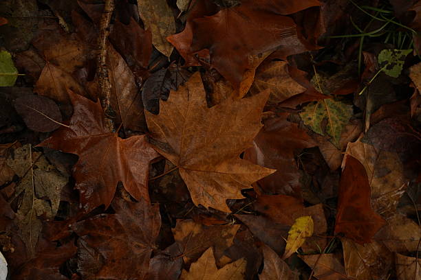 Brown and Yellow Autumn Leaves Close-up