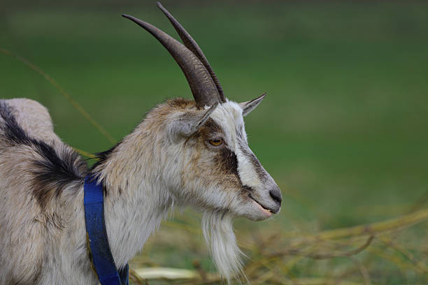 A gray goat with horns close-up on a field.