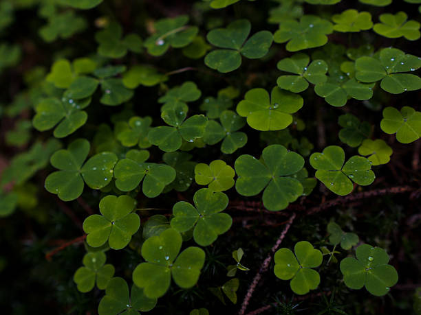 istock Clover leaves with water droplets, captured at the mountains. 2243173503
