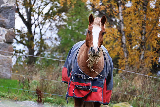 A funny looking horse eating hay
