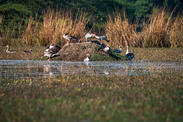 istock Greylag Geese Resting on a Mound at Sultanpur Wetland 2243174564