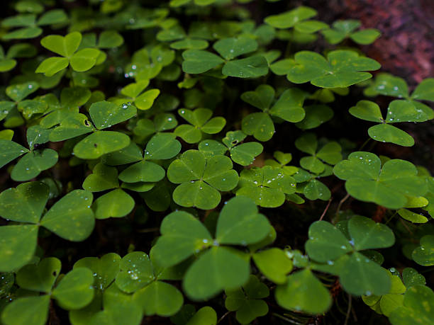 istock Macro shot of clover leaves in a dark forest. 2243174683