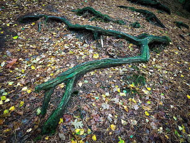 A large exposed tree root stretches across the forest floor, surrounded by falling leaves, autumn forest in Barneführerholz, 26209 Hatten, Germany