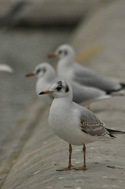 istock Seagulls standing on a pier at a coastal location during a cloudy day 2243175926