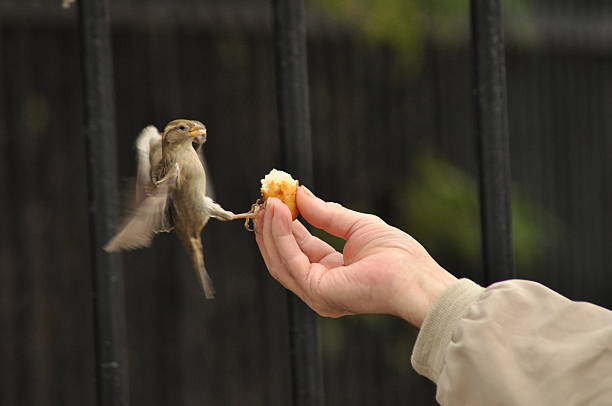 A small sparrow is flying towards a person's hand to take a piece of bread. The setting is a garden, surrounded by a fence, with greenery in the background.