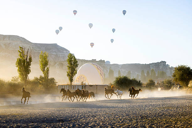 istock Wild Horses in Morning Light, Cappadocia Turkey 2243177126