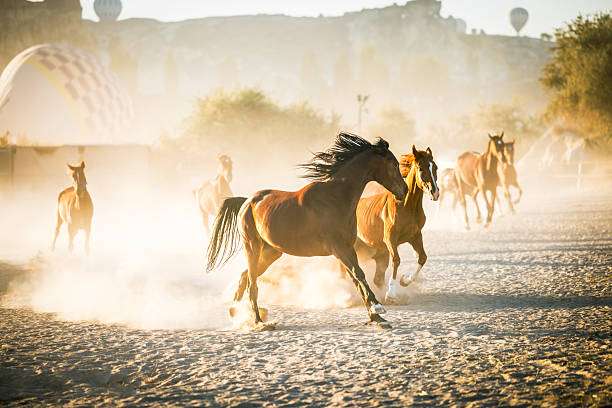 A group of wild horses standing in a dusty paddock during sunrise in Cappadocia, Turkey. The morning mist, soft golden light, and iconic fairy chimneys create a surreal and cinematic atmosphere. Hot air balloons floating in the clear sky complete the dreamy Anatolian landscape.
