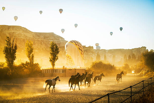 Wild Horses in Morning Light, Cappadocia Turkey