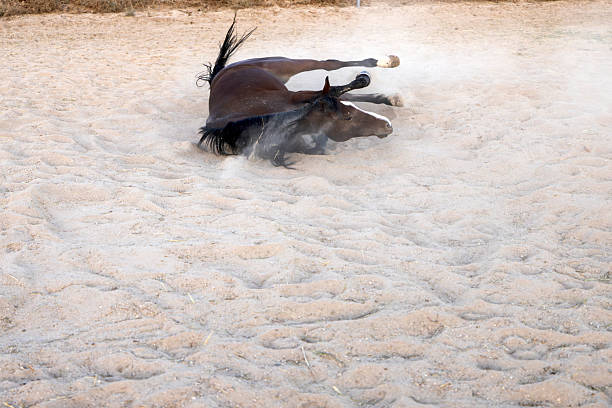 horse in dust