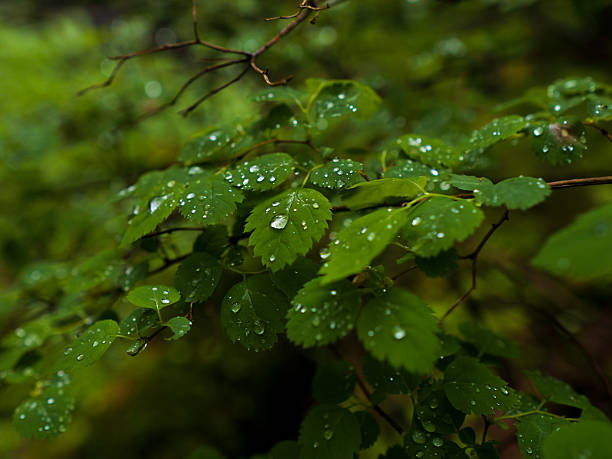 Water drops dripping from tree leaves in a mountainous forest