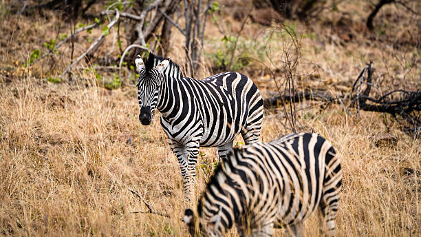 istock Plains Zebra Pilanesberg National Park 2243179331