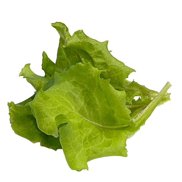 green lettuce leaves