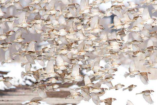 Dense Flock of Countless Tree Sparrows Filling the Sky in Flight ,winter