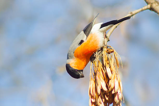 Portrait of a beautiful Male Bullfinch (Pyrrhula pyrrhula) in the forest of Noord Holland in the Netherlands. Copy space.