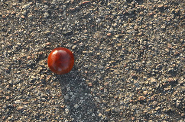 A chestnut lies alone on a gravelly asphalt ground. The warm sunlight casts a gentle shadow, highlighting the natural textures of the surface beneath the nut.