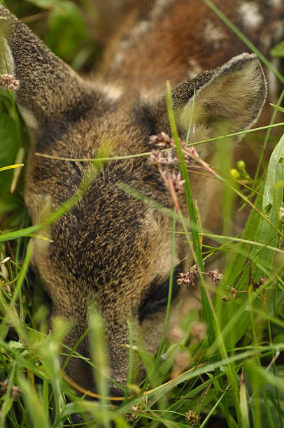 istock Young deer hiding in tall grass during a sunny afternoon in a serene natural environment 2243179999