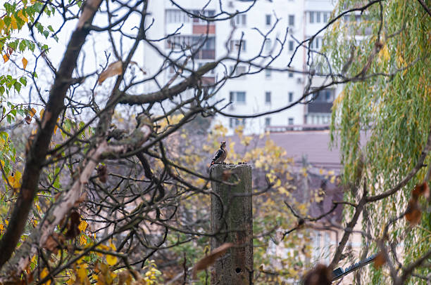 A great spotted woodpecker sits on a pole in autumn