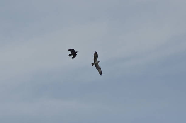 istock Two birds soaring in the sky above a tranquil landscape during a clear day 2243180800