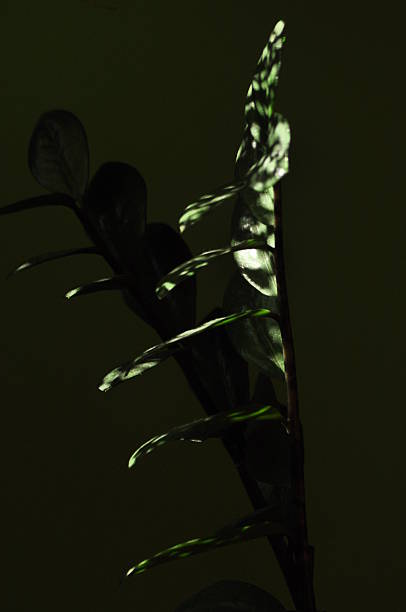 istock Green plant illuminated by soft light against dark background creates a serene atmosphere in a cozy indoor space 2243181054