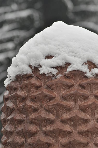 istock Pine cone covered in snow at a forest location during winter season 2243181306