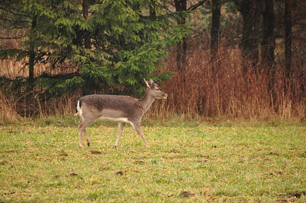 A young deer moves gracefully across a lush, green field. It is surrounded by tall trees and dry brush, highlighting the peaceful beauty of the forest on a cloudy day.