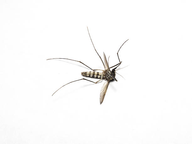 istock Dead macro Aedes Mosquito isolated on white background. 2243181735