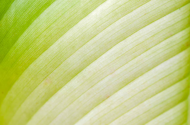 A macro view showcasing the vibrant parallel veins and intricate structure of a fresh green leaf, perfect for natural and organic themes.