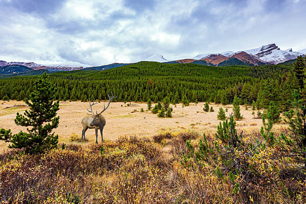 istock Deer with branched antlers graze 2243182359