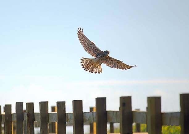 Kestrel flying backlit with wings and tail outstretched