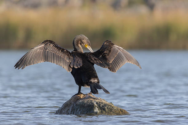 istock A great cormorant resting on a rock 2243184336
